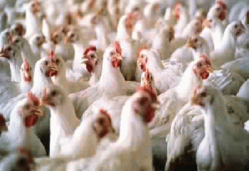 سعر الدواجن اليوم السبت 16-12-2017